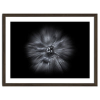 Backyard Flowers In Black And White No 66 Flow Version