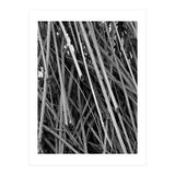 Black Tectorius Plant Shoots Art (Print Only) thumbnail