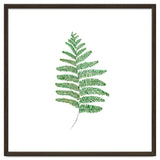Fern thumbnail