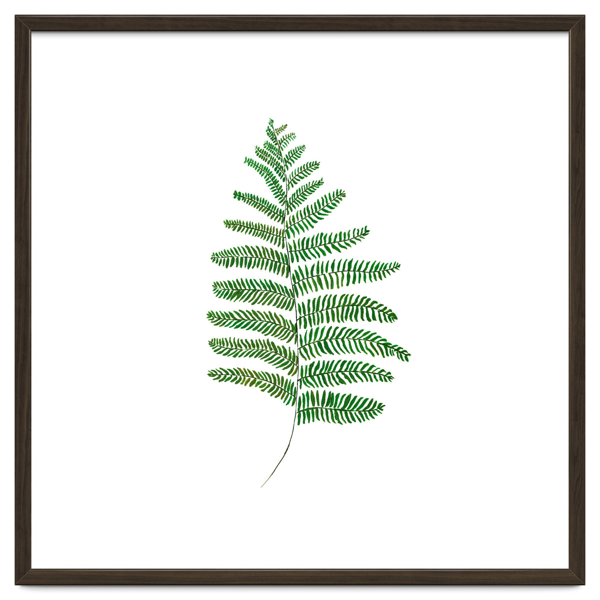 Fern