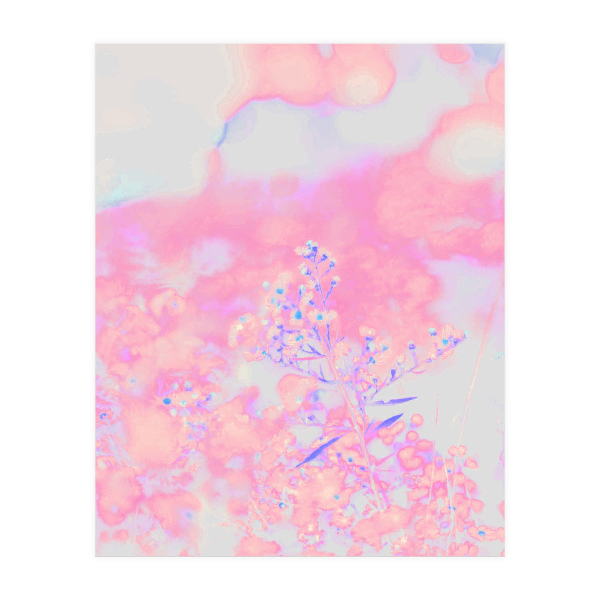 Chamomile (Print Only)