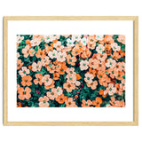 Floral Bliss, Nature Photography Garden Meadow, Blush Orange Coral Summer Flowers Botanical thumbnail