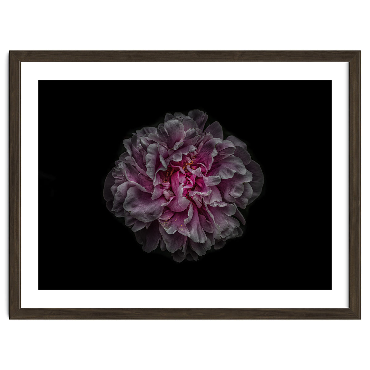 Backyard Flowers No 116 Color Version