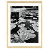 Lotus Pond | Black & White Portrait thumbnail