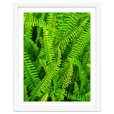 Green Ferns thumbnail