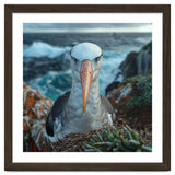 Black Browed Albatross Perched On Nest Near Ocean thumbnail