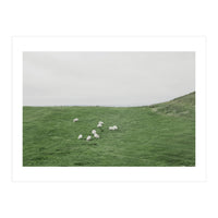 A flock of Sheep in the Green Hill - Iceland  (Print Only)