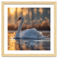 Majestic Swan Gliding On Water At Sunset
