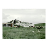 Sheep with a farmhouse - Iceland  (Print Only) thumbnail