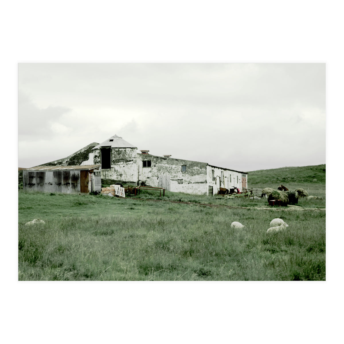 Sheep with a farmhouse - Iceland  (Print Only)