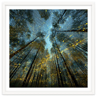 Enchanted Night Forest with Glowing Fireflies