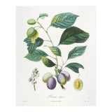 Henri-Louis Duhamel du Monceau – Prune Bifère (1808–1835) (Print Only) thumbnail
