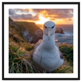 Albatross Bird On Grassy Cliff At Sunset thumbnail