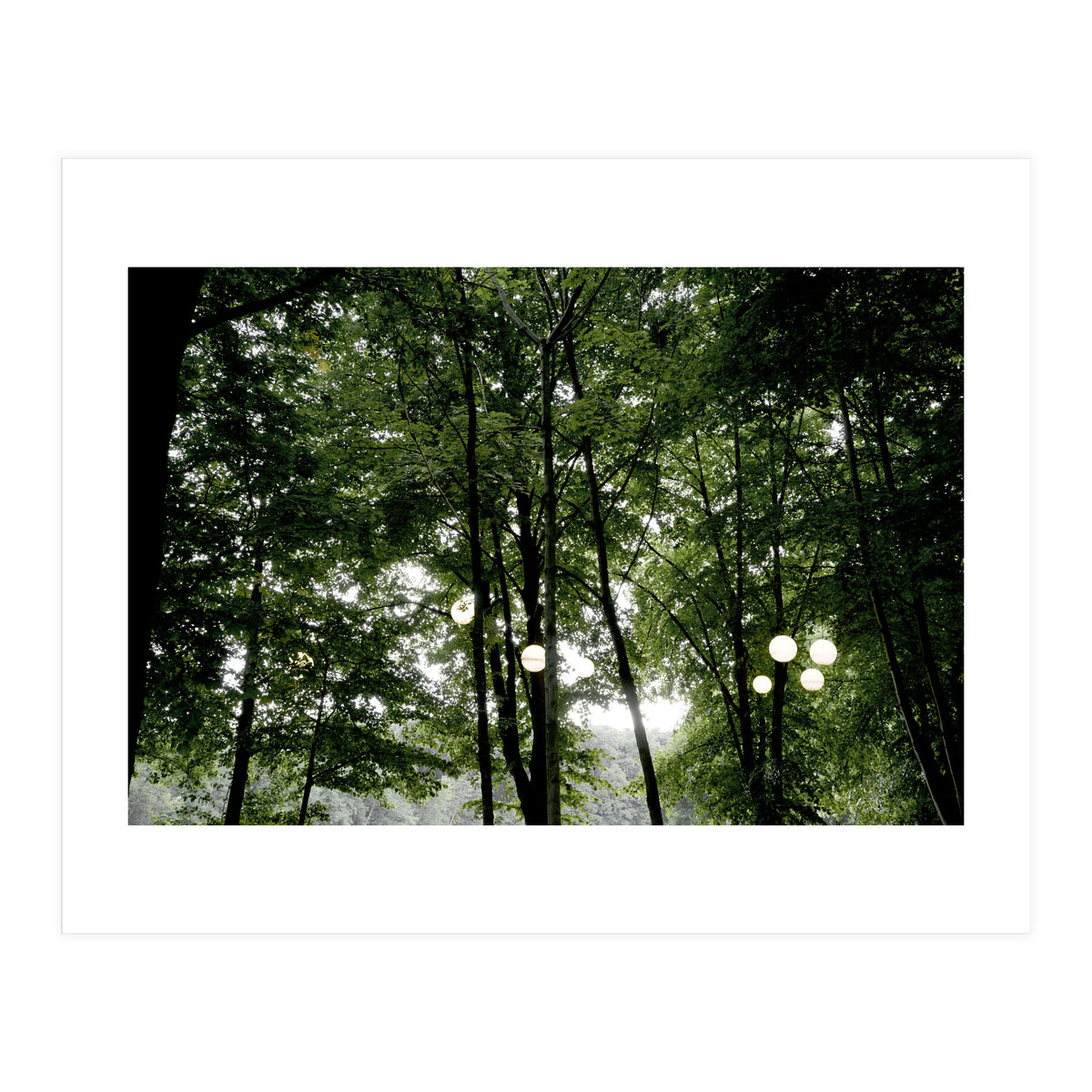 Light bulb among the trees in the summer forest (Print Only)