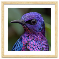 Vibrant Purple Bird With Water Droplets