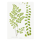 Edward Joseph Lowe – Adiantum Assimile and Adiantum Lunulatum (1856–1860) (Print Only) thumbnail
