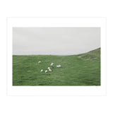 A flock of Sheep in the Green Hill - Iceland  (Print Only) thumbnail