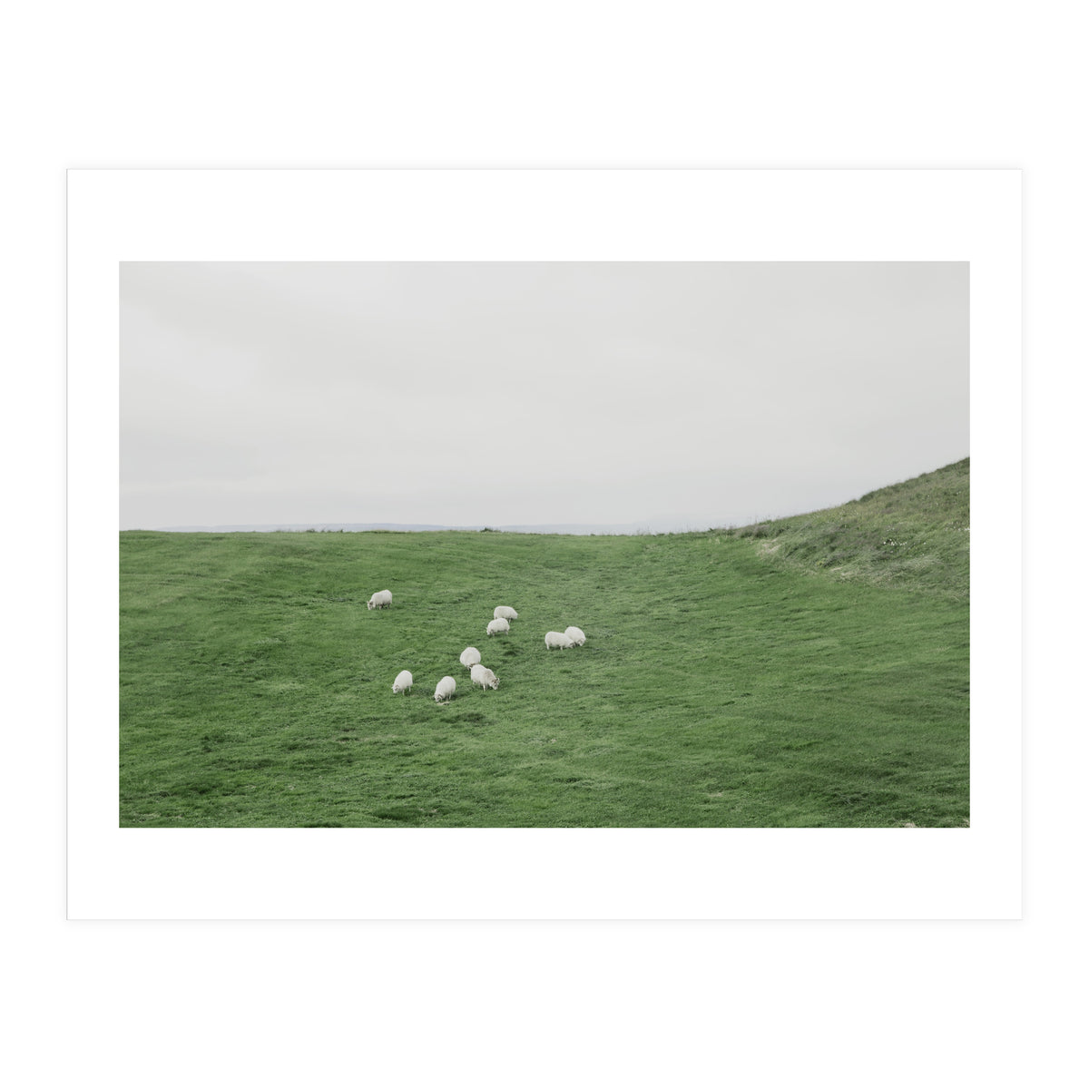 A flock of Sheep in the Green Hill - Iceland  (Print Only)
