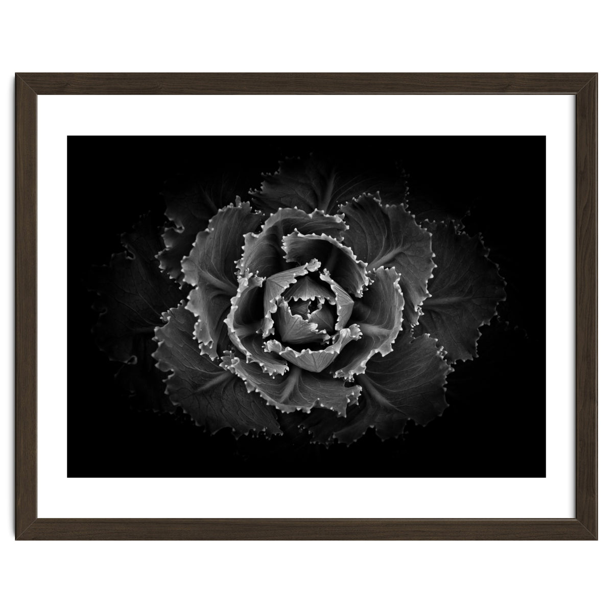 Backyard Flowers In Black And White No 101