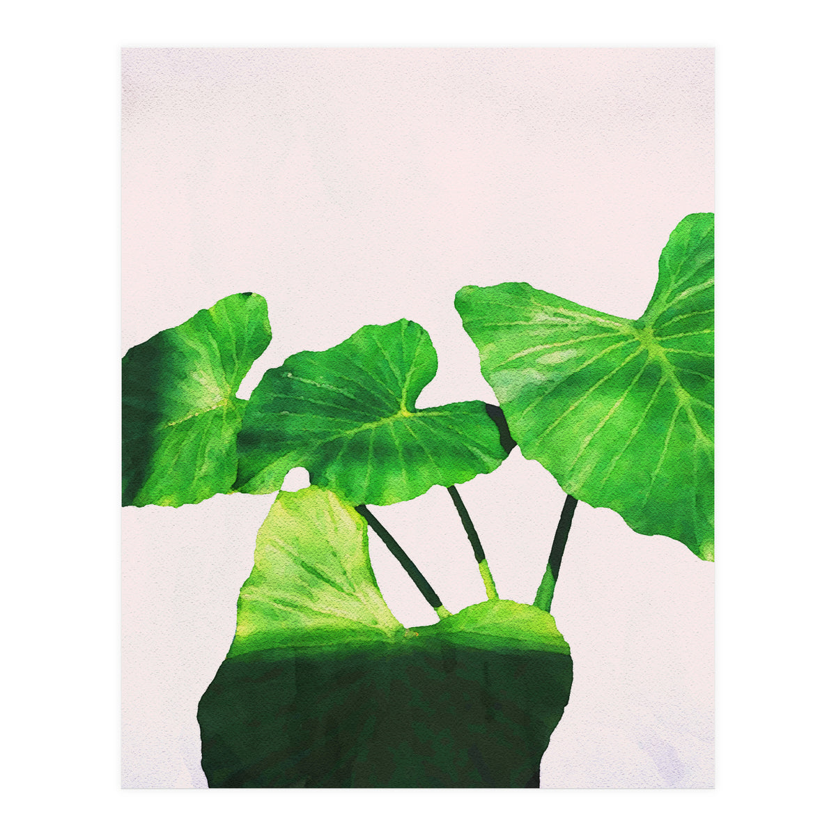 Taro Dimensionality (Print Only)