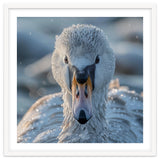 Close Up Of A Swan In Frost Winter Bird Close Up thumbnail