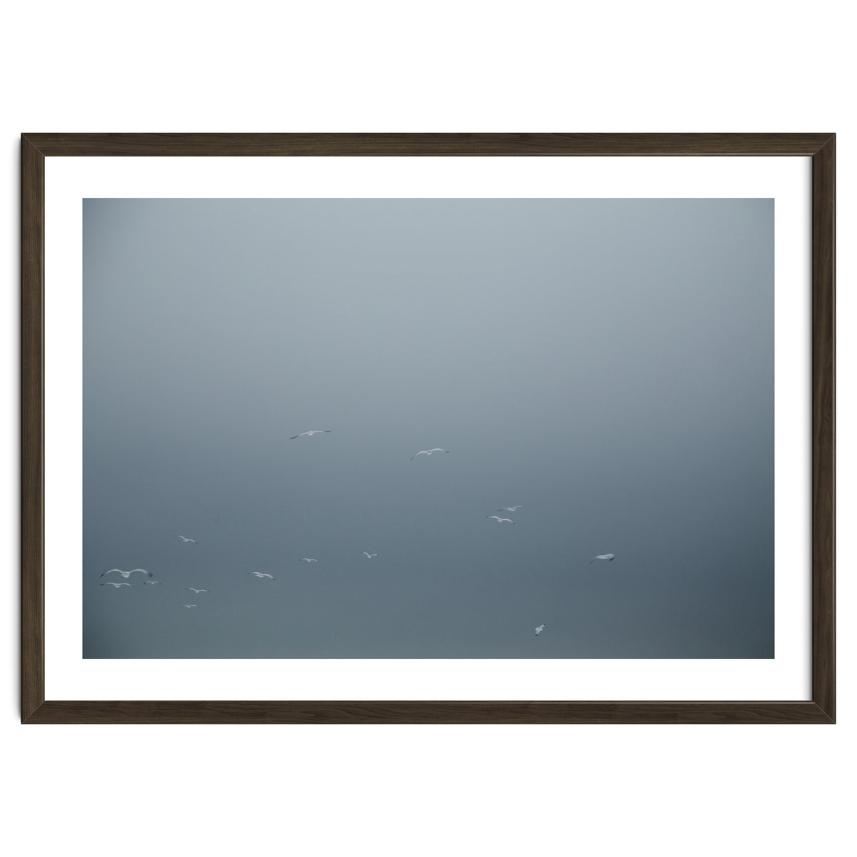 Flying Segulls in thet winter sky