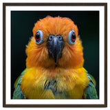 Close Up Sun Conure Parrot Portrait Eyes thumbnail