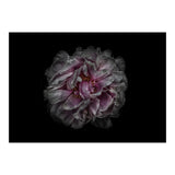 Backyard Flowers No 118 Color Version (Print Only) thumbnail