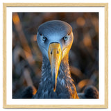 Great Blue Heron Closeup Dramatic Portrait thumbnail
