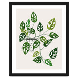 Monstera Obliqua Plant thumbnail