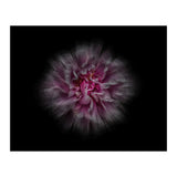 Backyard Flowers No 116 Color Flow Version (Print Only) thumbnail