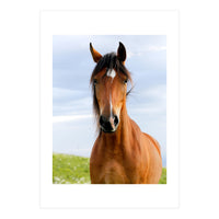 Brown Horse (Print Only)