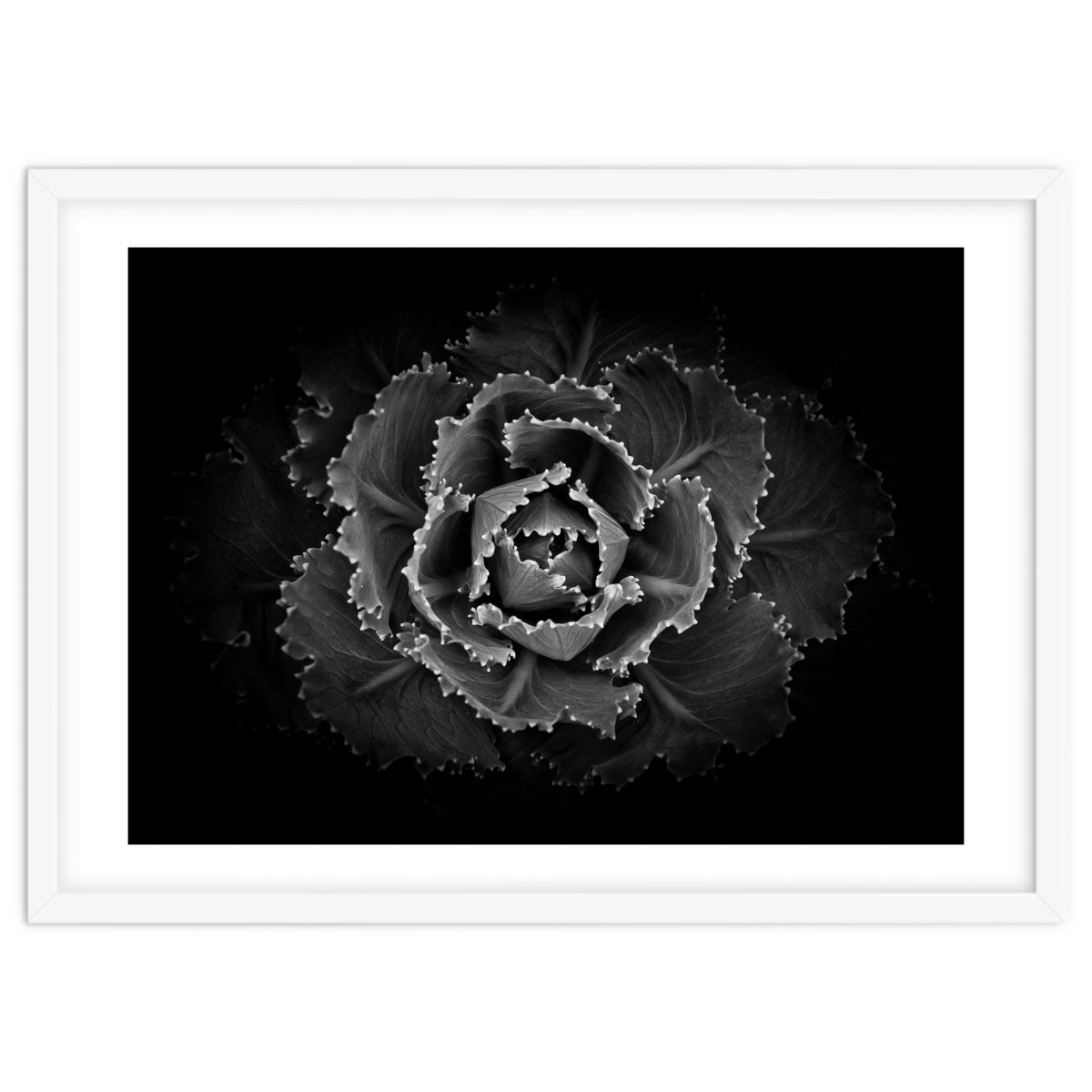 Backyard Flowers In Black And White No 101