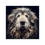 Old Dog 010 (Print Only) thumbnail