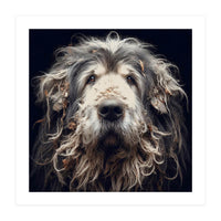 Old Dog 010 (Print Only)