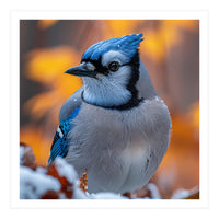 Blue Jay Bird In Winter Snowfall And Leaves (Print Only)
