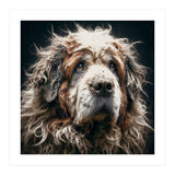 Old Dog 01 (Print Only) thumbnail