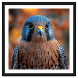 Close Up Of A Kestrel Bird Of Prey Portrait thumbnail