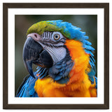 Close Up Portrait Of A Blue And Gold Macaw Parrot thumbnail