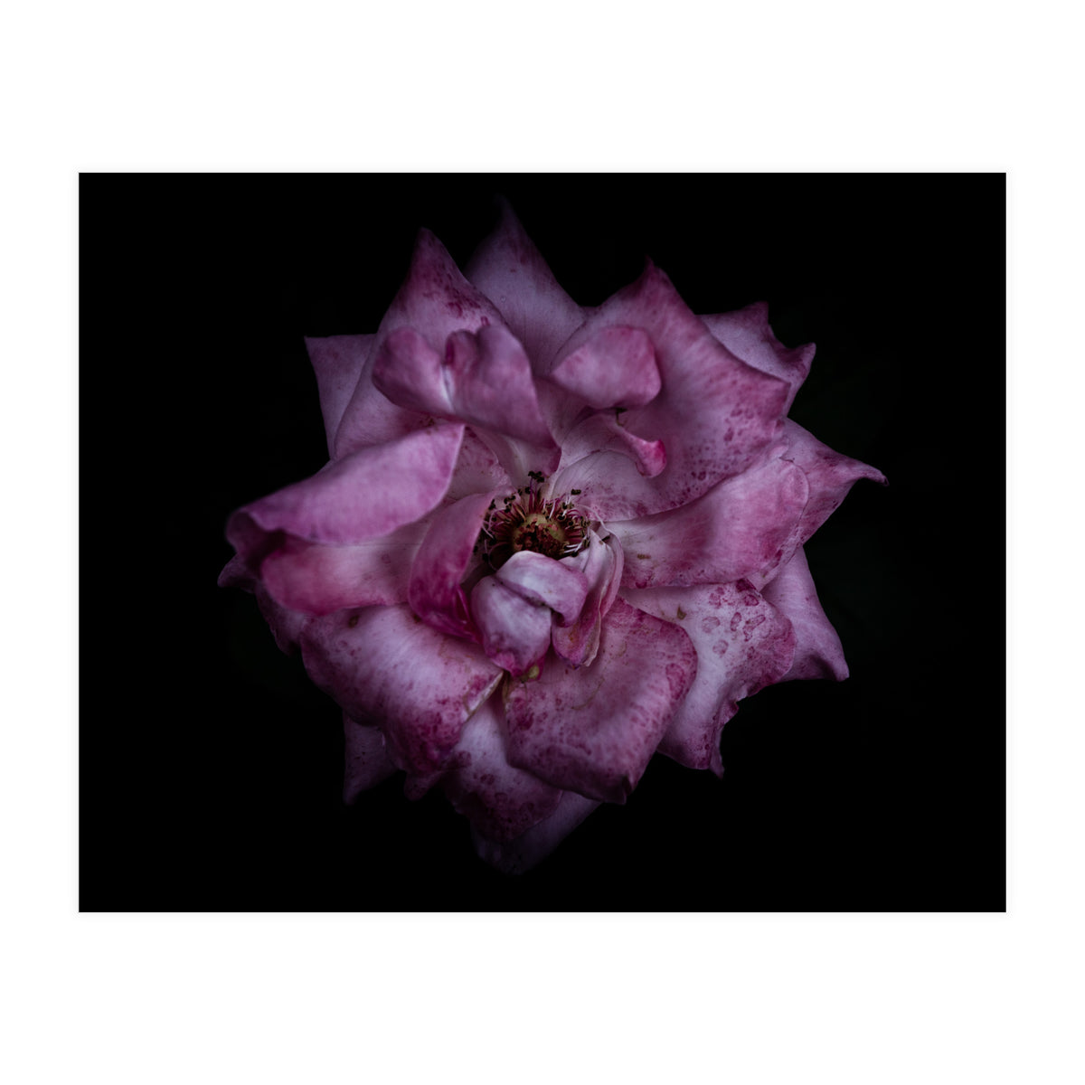 Backyard Flowers No 111 Color Version (Print Only)