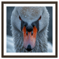 Close Up Of A Swan's Face With Water Droplets