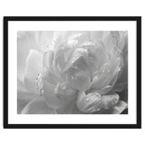 Ethereal Monochromatic Peony Petal Macro thumbnail