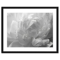 Ethereal Monochromatic Peony Petal Macro