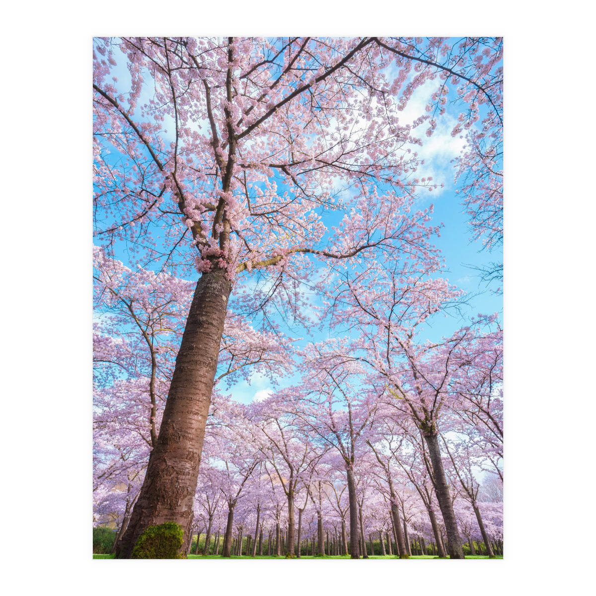 Spring in optima forma (Print Only)