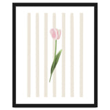 Single Tulip thumbnail
