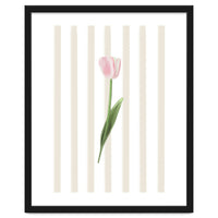 Single Tulip