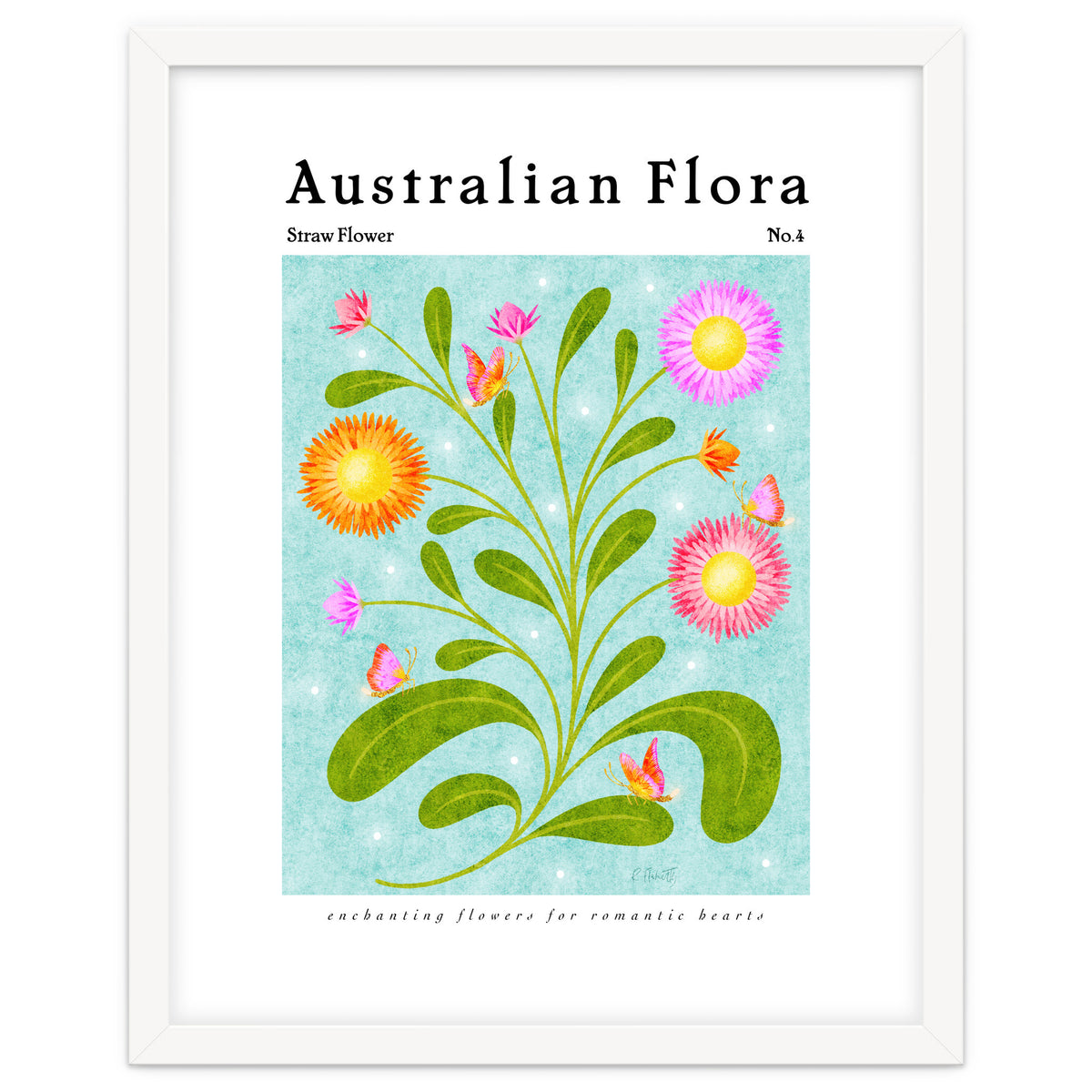 Australian Flora: Straw Flower