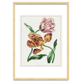 John Edwards – Various Tulips (1791) thumbnail