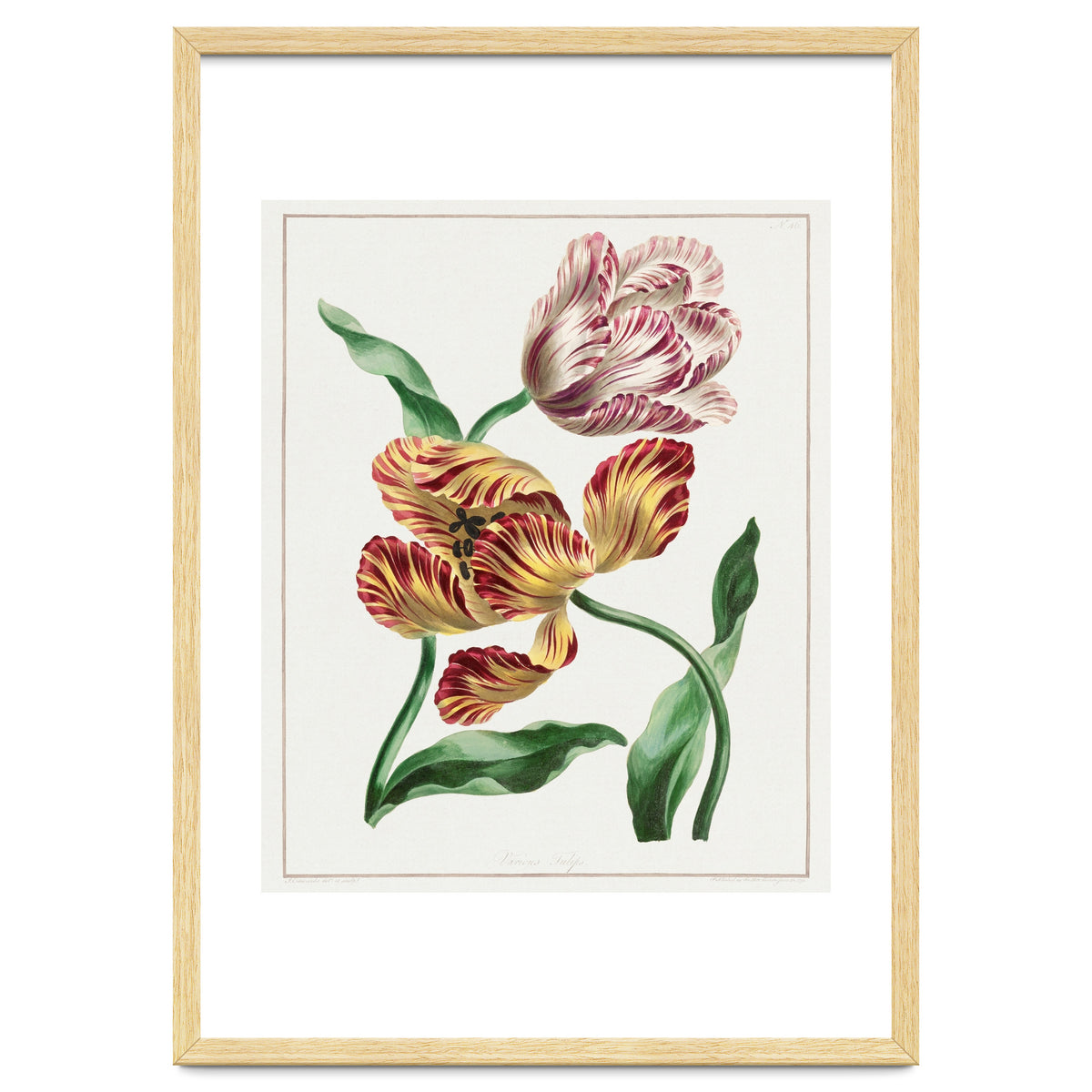 John Edwards – Various Tulips (1791)