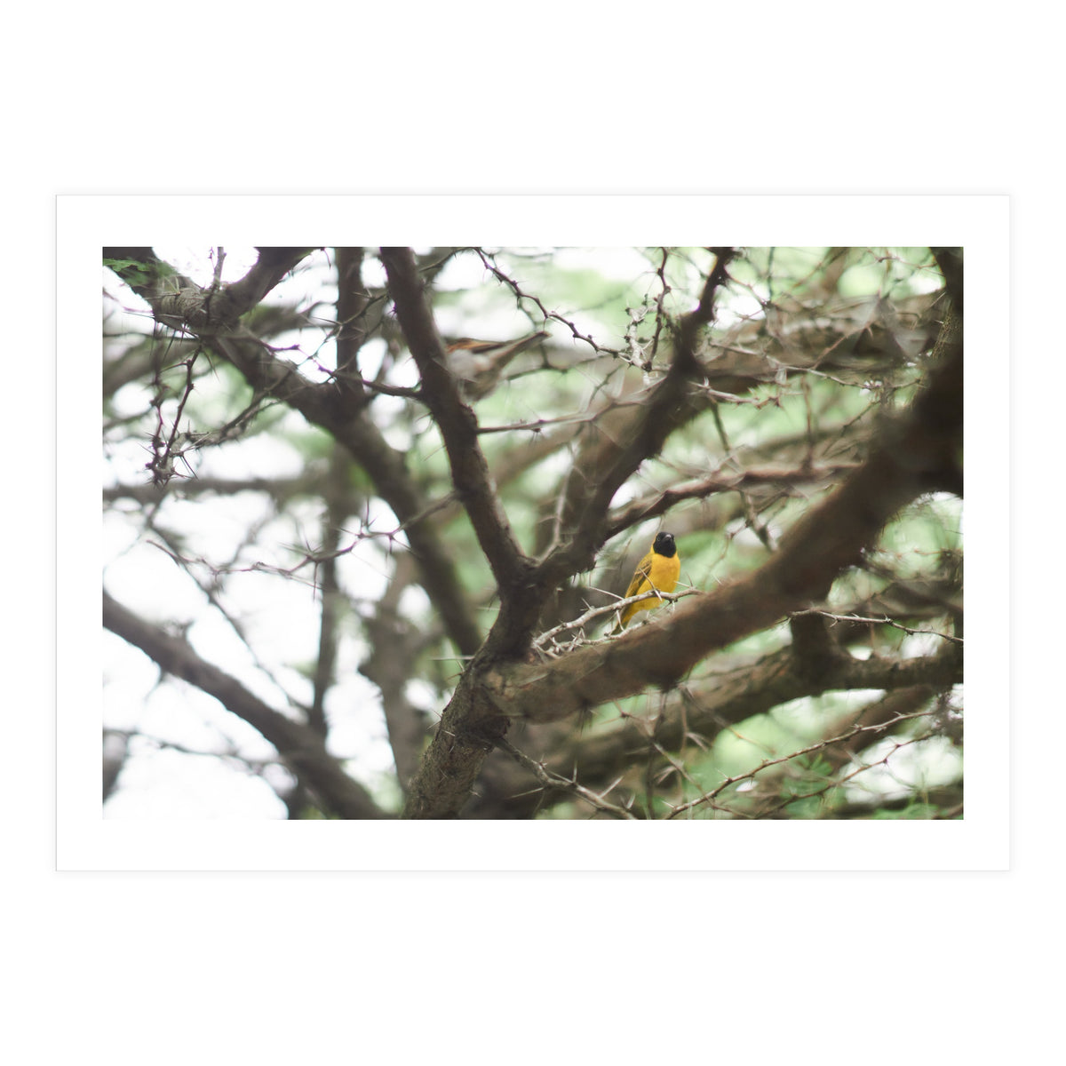 Mini sun (Print Only)